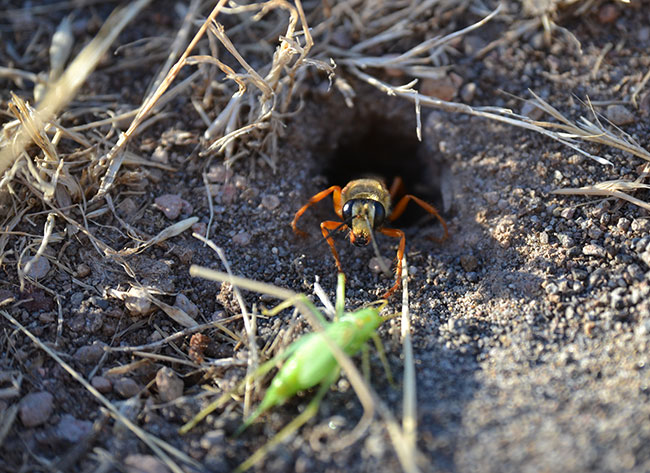 golden digger wasp