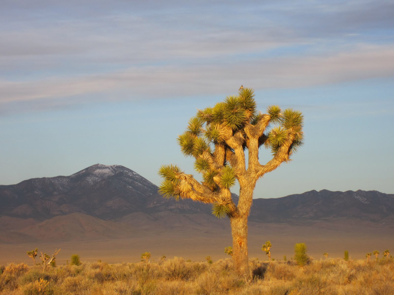 A lone Joshua tree at sunset. Photo: Candace Fallon
