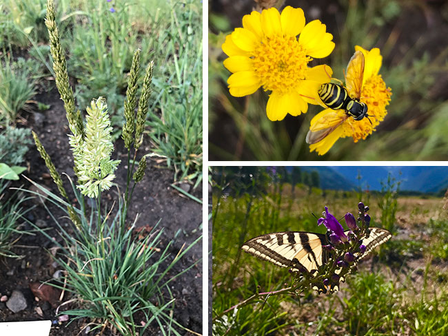 wildflowers from revegetation plot