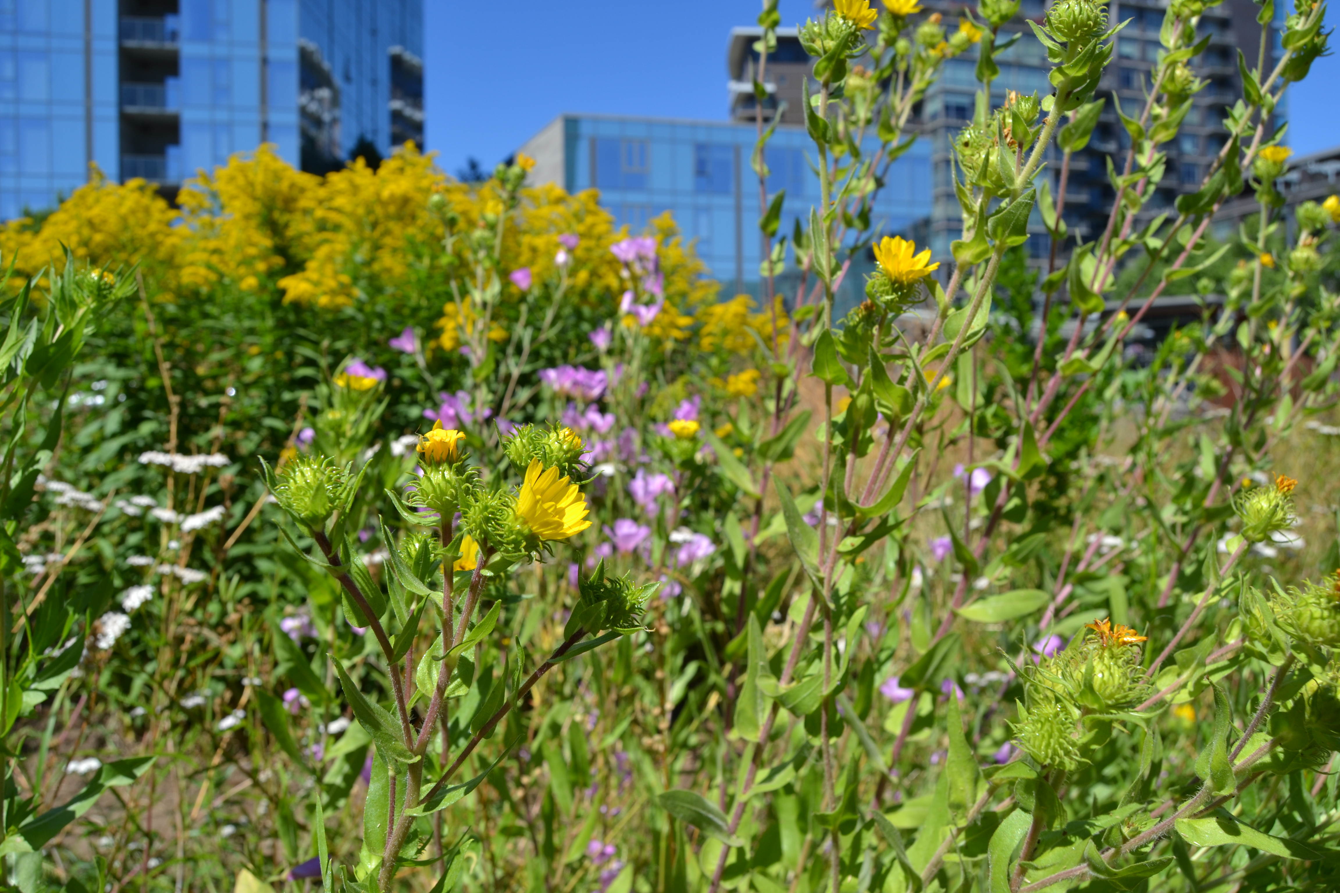 A thick cluster of flowering plants nearly obscures the shiny skyscrapers behind them.