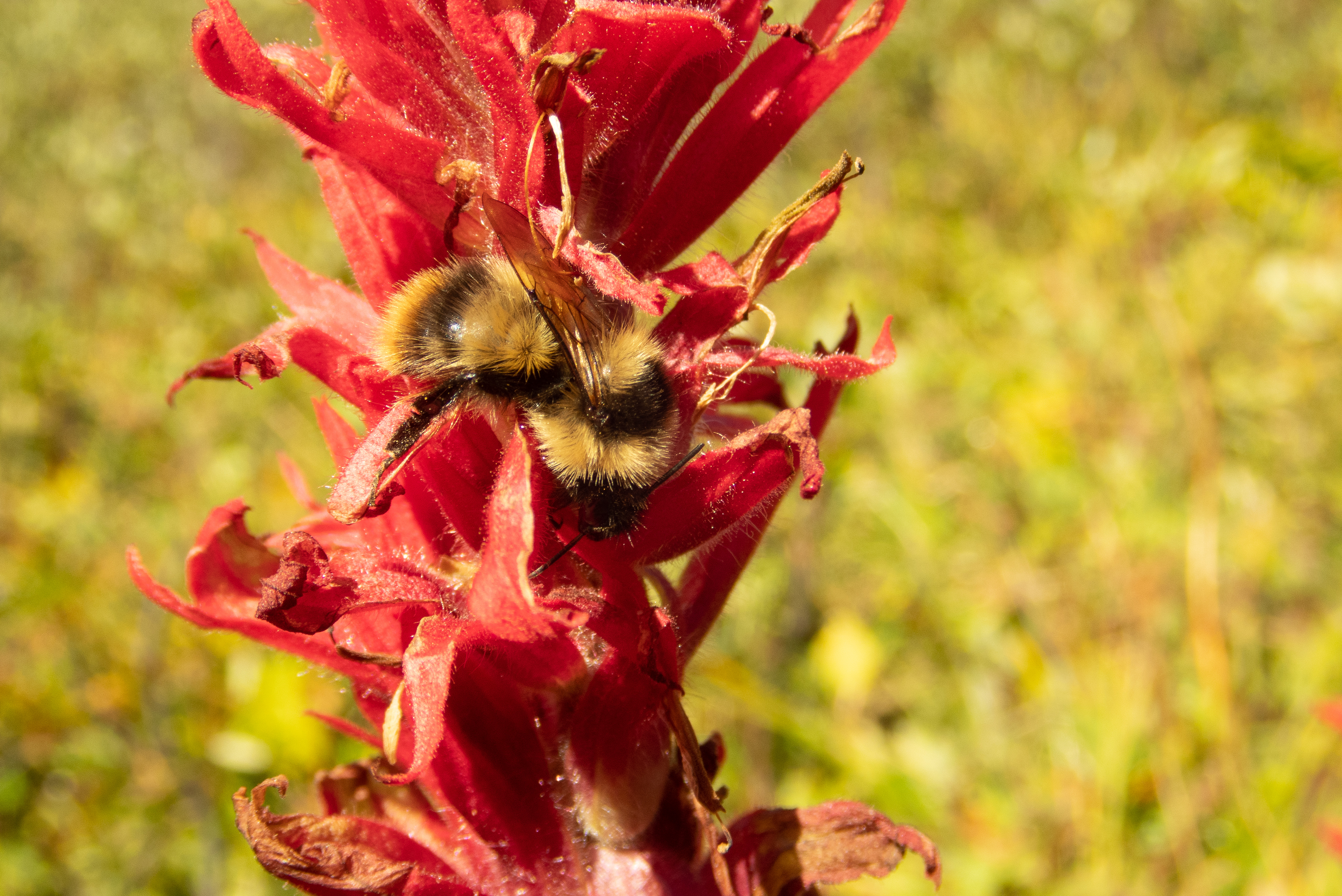 A fuzzy high country bumble bee wedges itself into tight clusters of blossoms arranged in a column, on a red paintbrush.