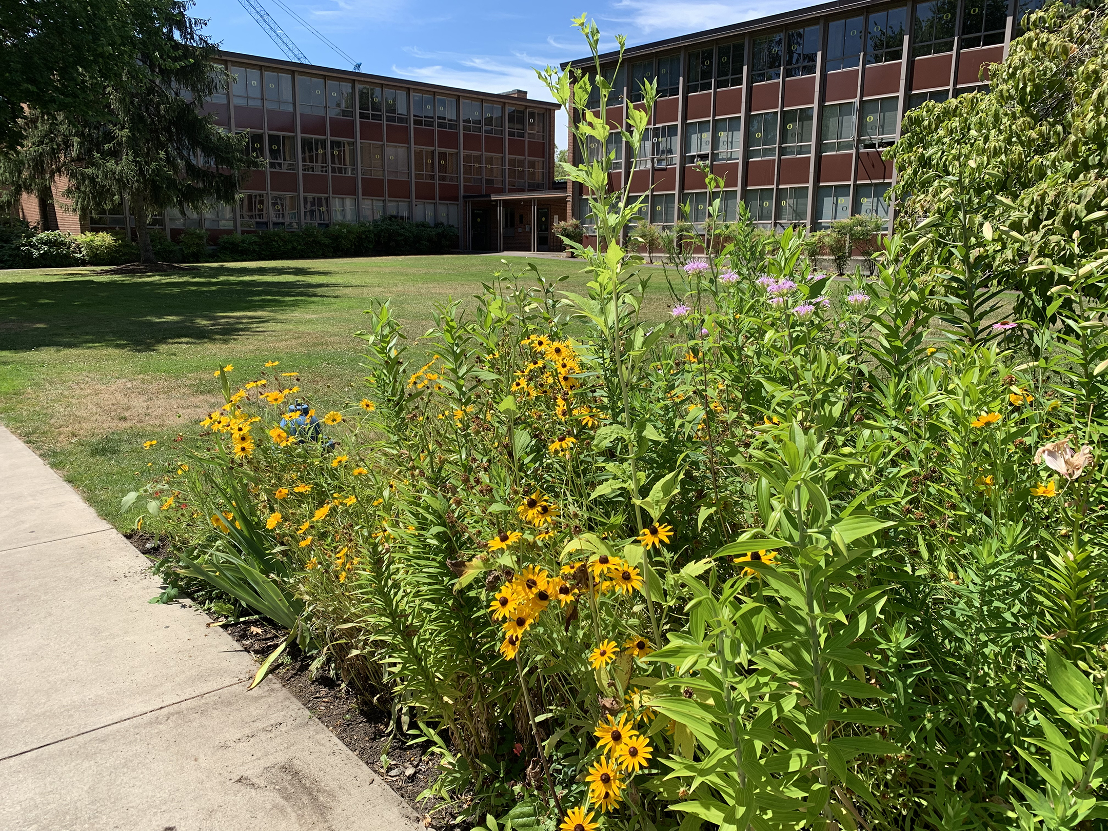 A flower border beside a sidewalk adds color and pollinator habitat to an urban street.
