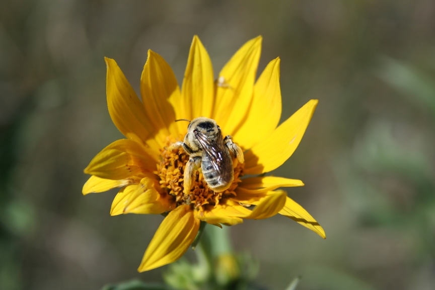 bee on flower