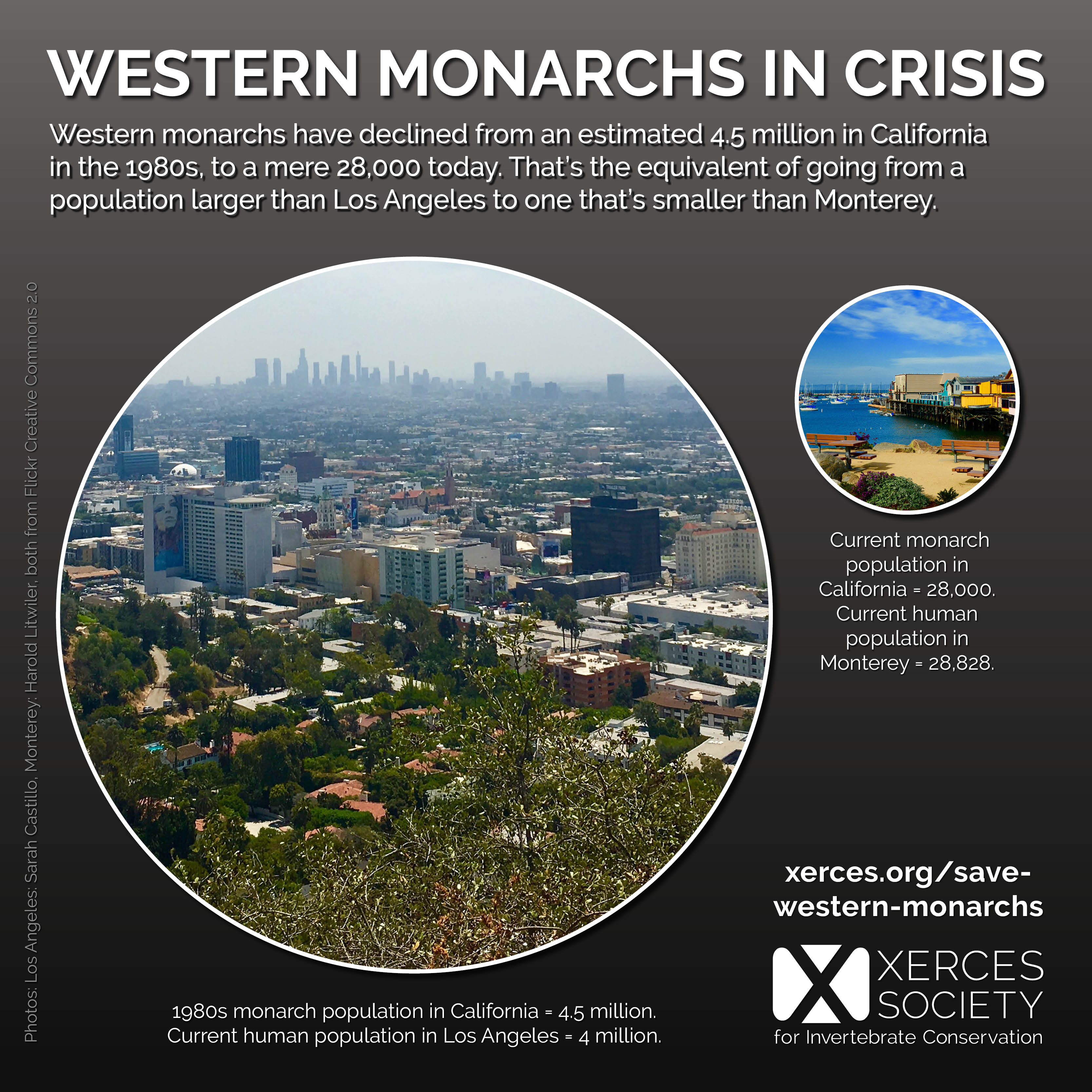 This graphic shows that the current western monarch population is the size of Monterey, whereas the historic population was the size of Los Angeles.