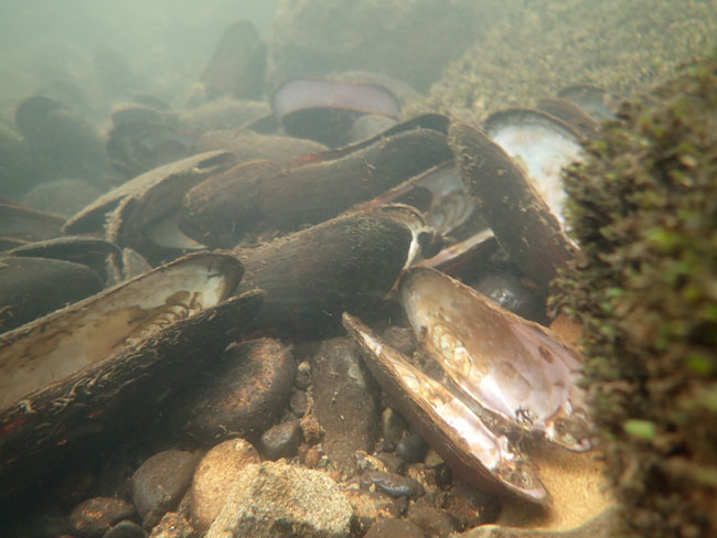 western pearlshell mussel