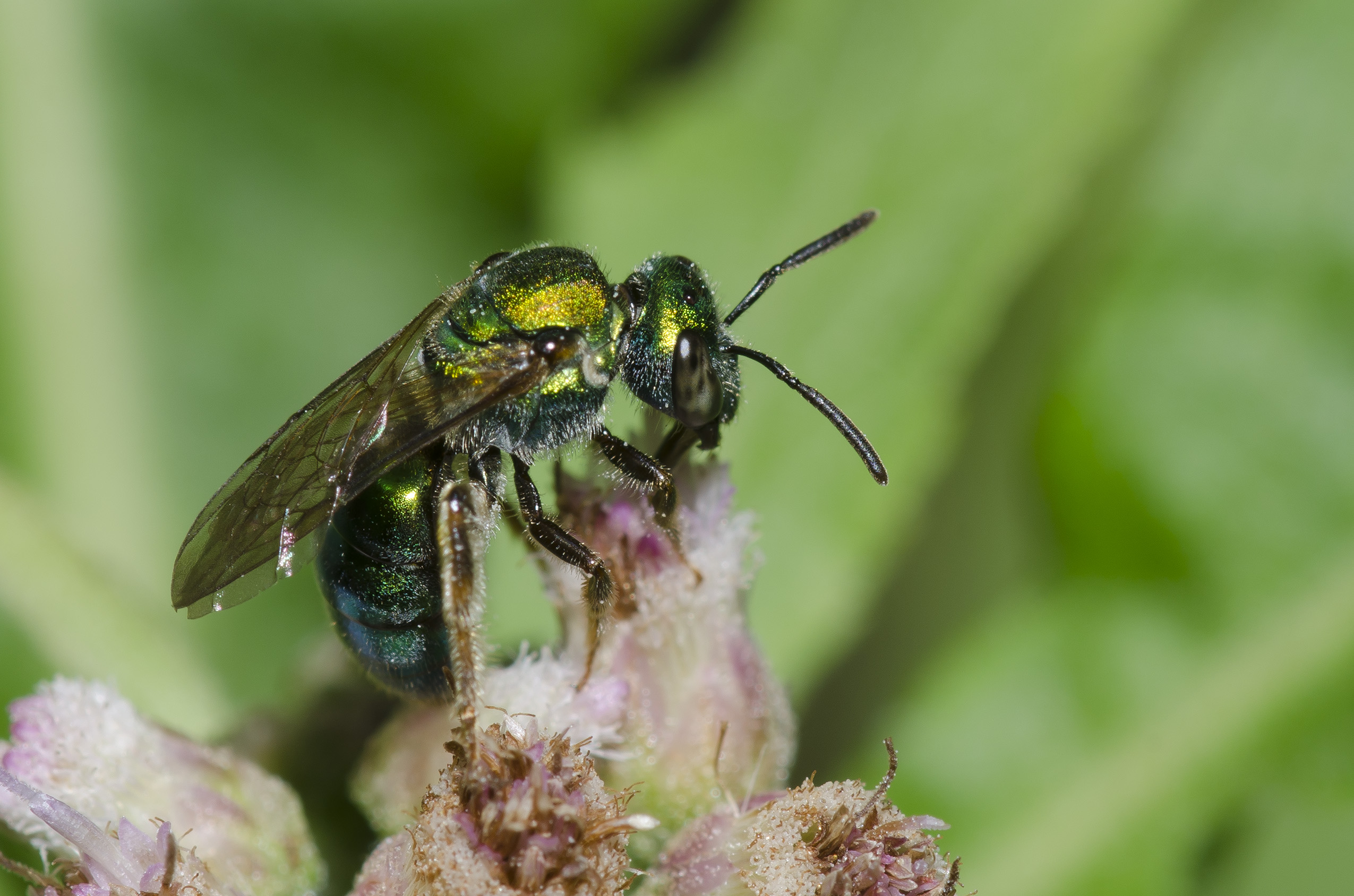 Metallic green sweat bee drinking nectar from a pink flower. The bee is glittering with gold in the sunshine.