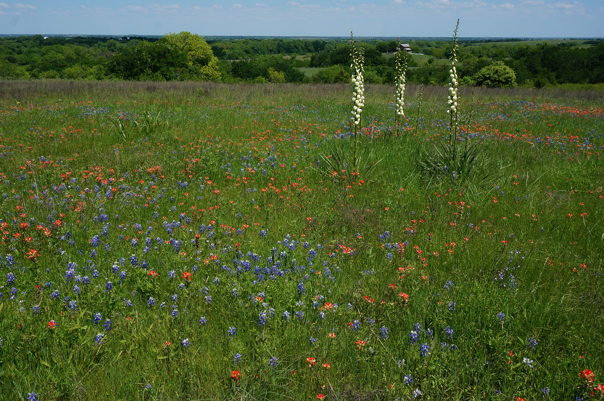 The green grass of this Texas prairie is dotted with blue lupines, red paintbrush, and creamy colored yucca