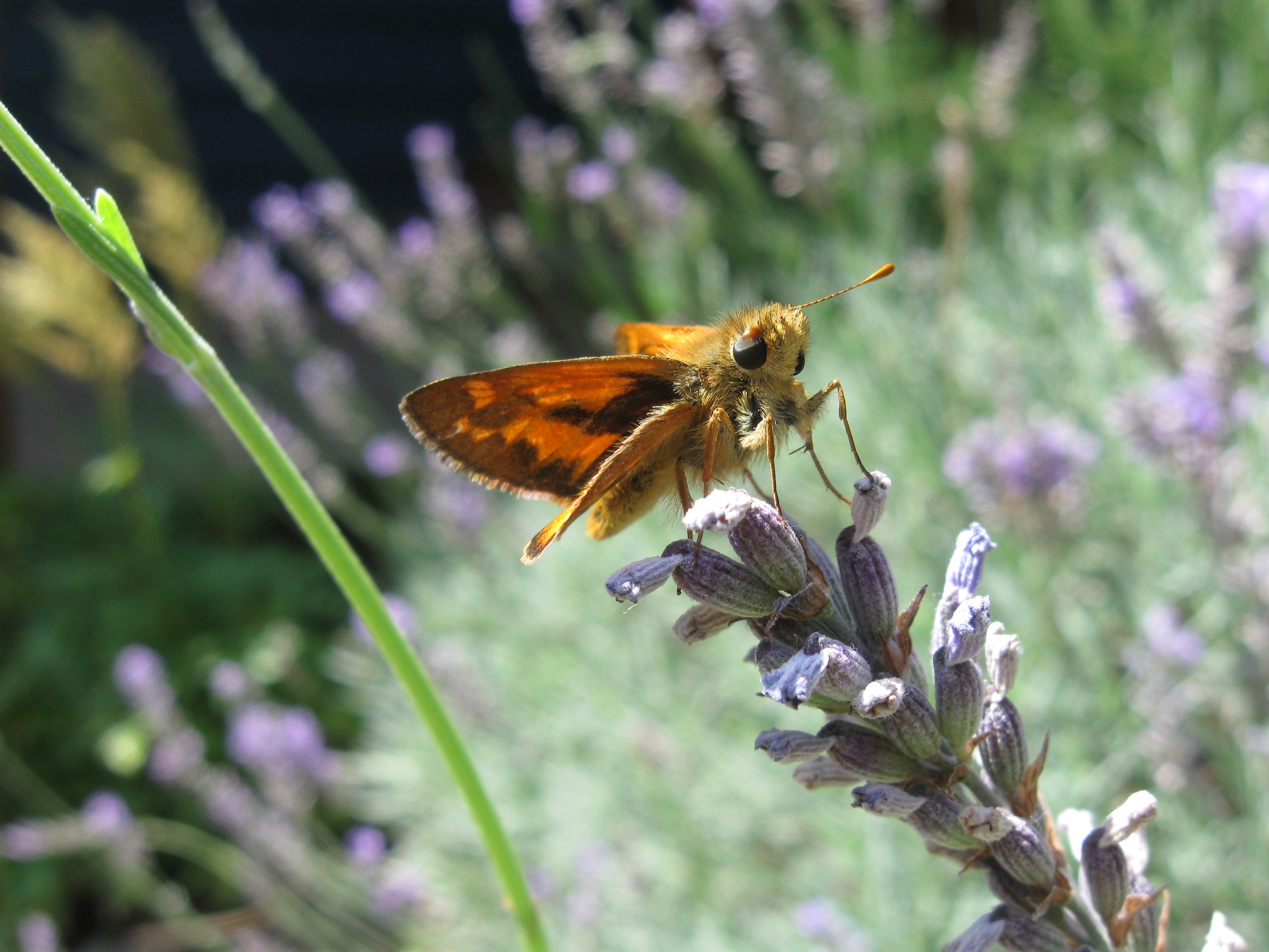 Woodland skipper on English lavender