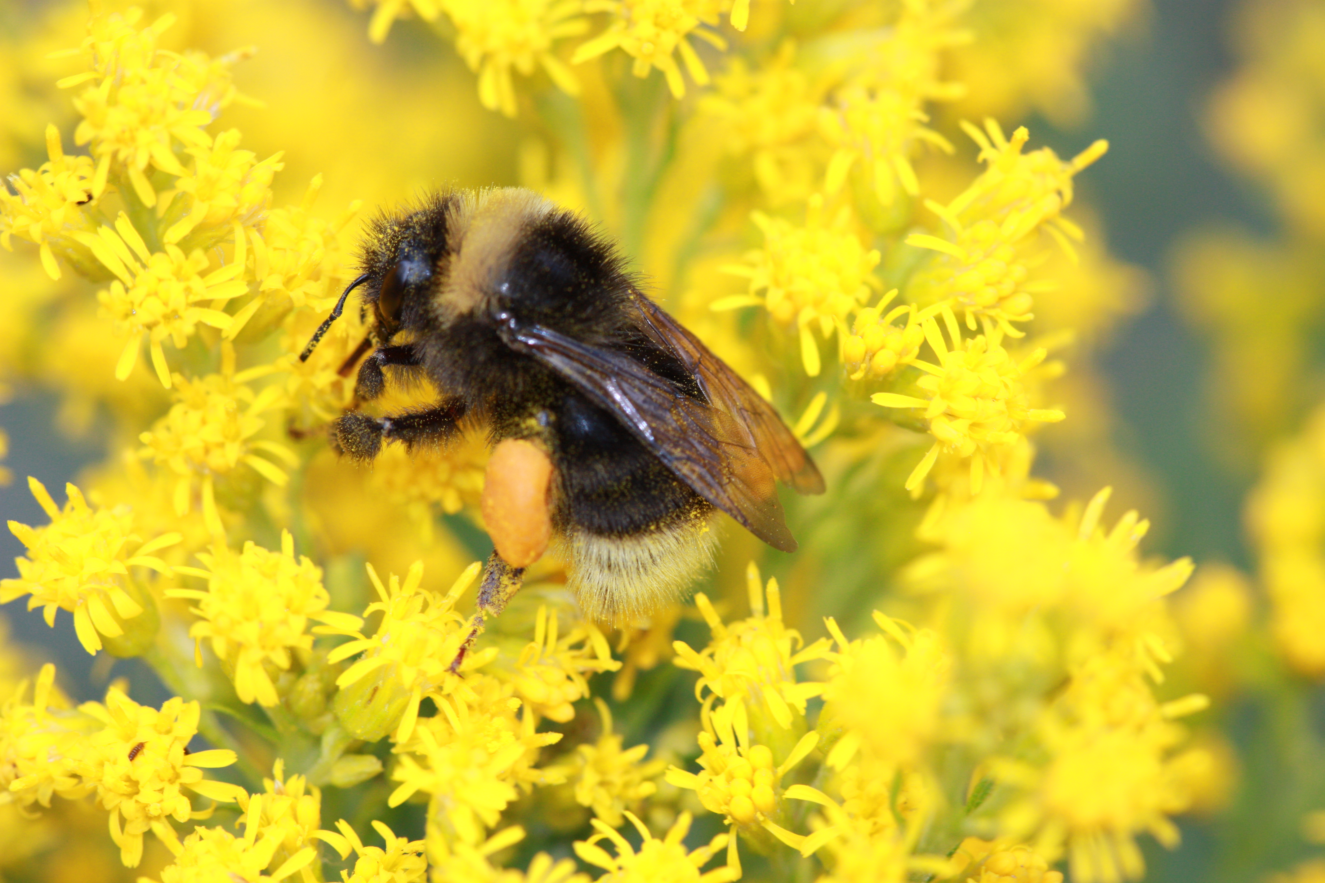bombus occidentalis
