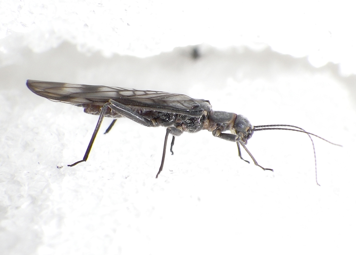 Western glacier stonefly walking on snow.