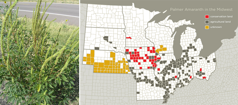 palmer amaranth distribution map