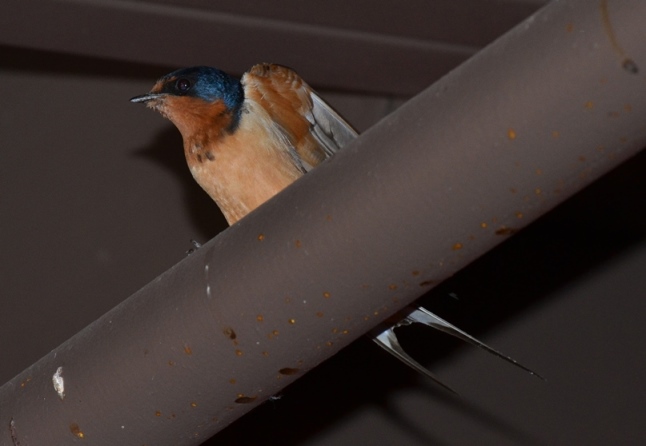 barn swallow