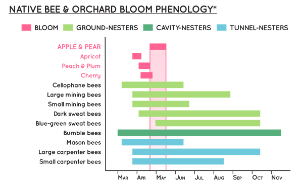 A chart showing the approximate times that several types of trees are blossoming, alongside the months that different types of bees are active. Apple and pear trees bloom 