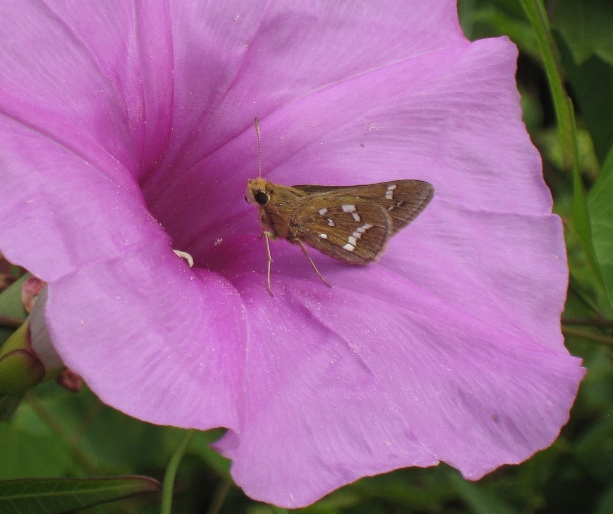 crystal skipper