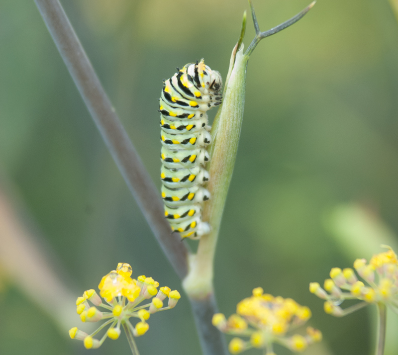 eastern black swallowtail caterpillar