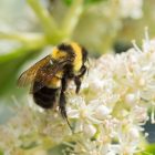 a ghost in the making