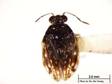 Hairy shore bug specimen in the Oregon State University Arthropod Collection.