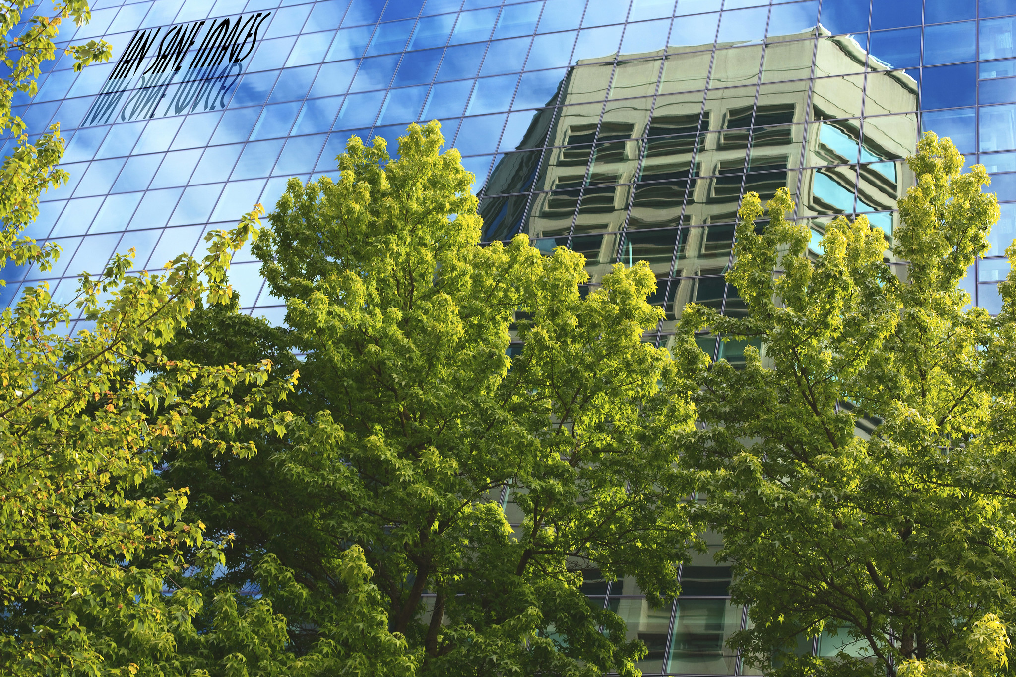 Bright green trees grow alongside a building with many mirrored windows, which are reflecting a blue sky with white, puffy clouds.