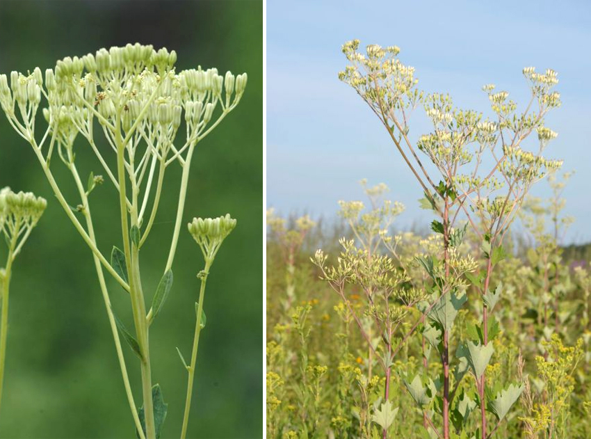 Side-by-side images show Indian plantain. In the first image, it is isolated and displays the rubbery effect. In the second image, it is mixed amid a field.