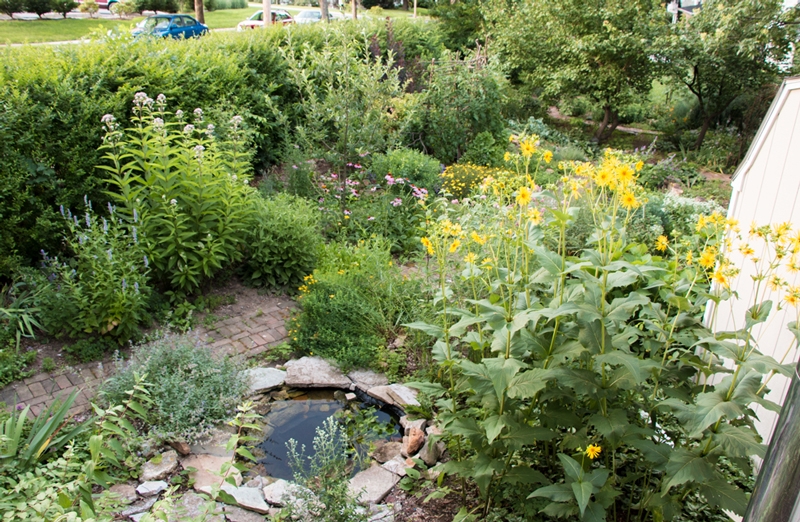 The gift of one small plant grew into this pollinator paradise, providing hours of observation and enjoyment.