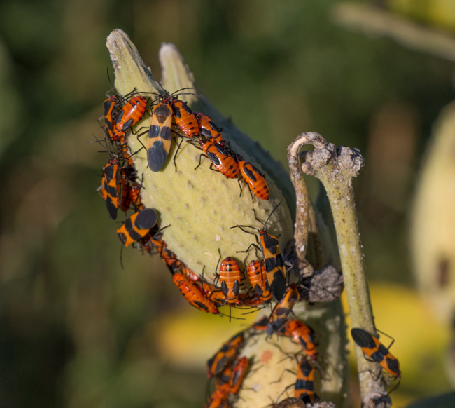 Many milkweed bugs clustered on a milkweed seed pod.