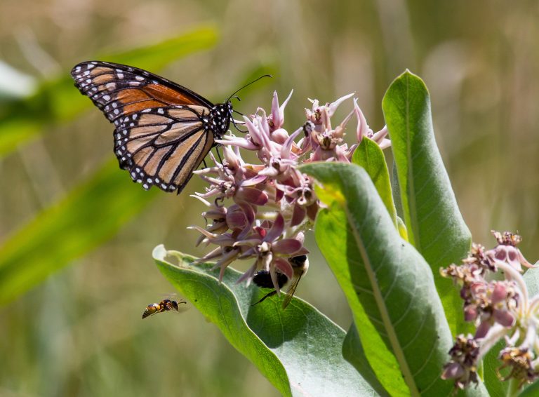 monarch on milkweed