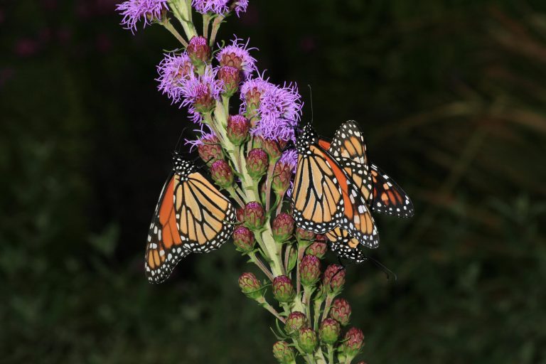 monarchs
