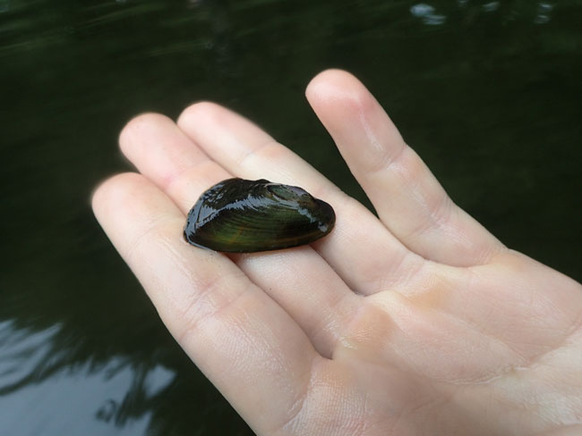 western ridged mussel