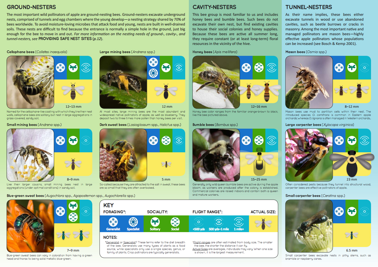 native pollinators of apples