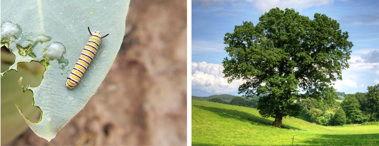 butterfly host plants