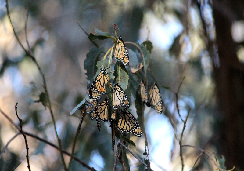 overwintering monarchs