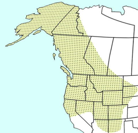 A map of the western US showing the distribution of B. occidentalis. B. occidentalis was originally distributed throughout Alaska, the Yukon, British Columbia, Washington, Oregon, Idaho, Montana, Wyoming, and Utah along with portions of the Northern Territories, California, Nevada, Arizona, New Mexico, Colorado, North Dakota, South Dakota, and Nebraska.&nbsp;