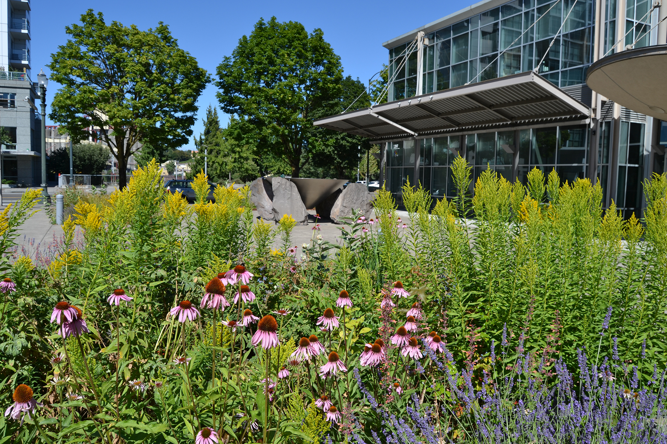 Landscaping outside an office building includes purple coneflower and goldenrod.