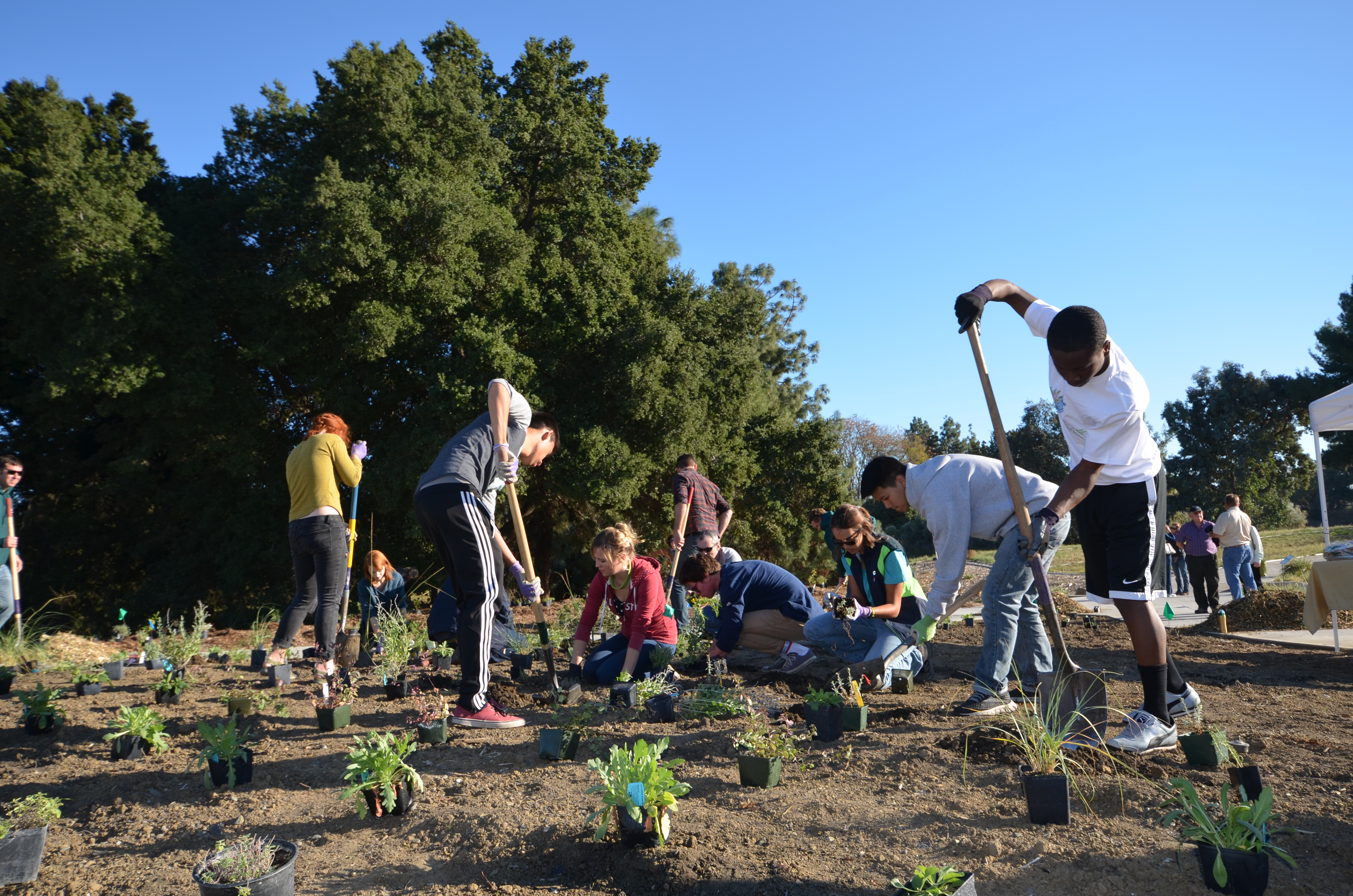 A group of college students dig holes in a flat, open area. In the foreground of the image are many small plants in pots, waiting to be planted.