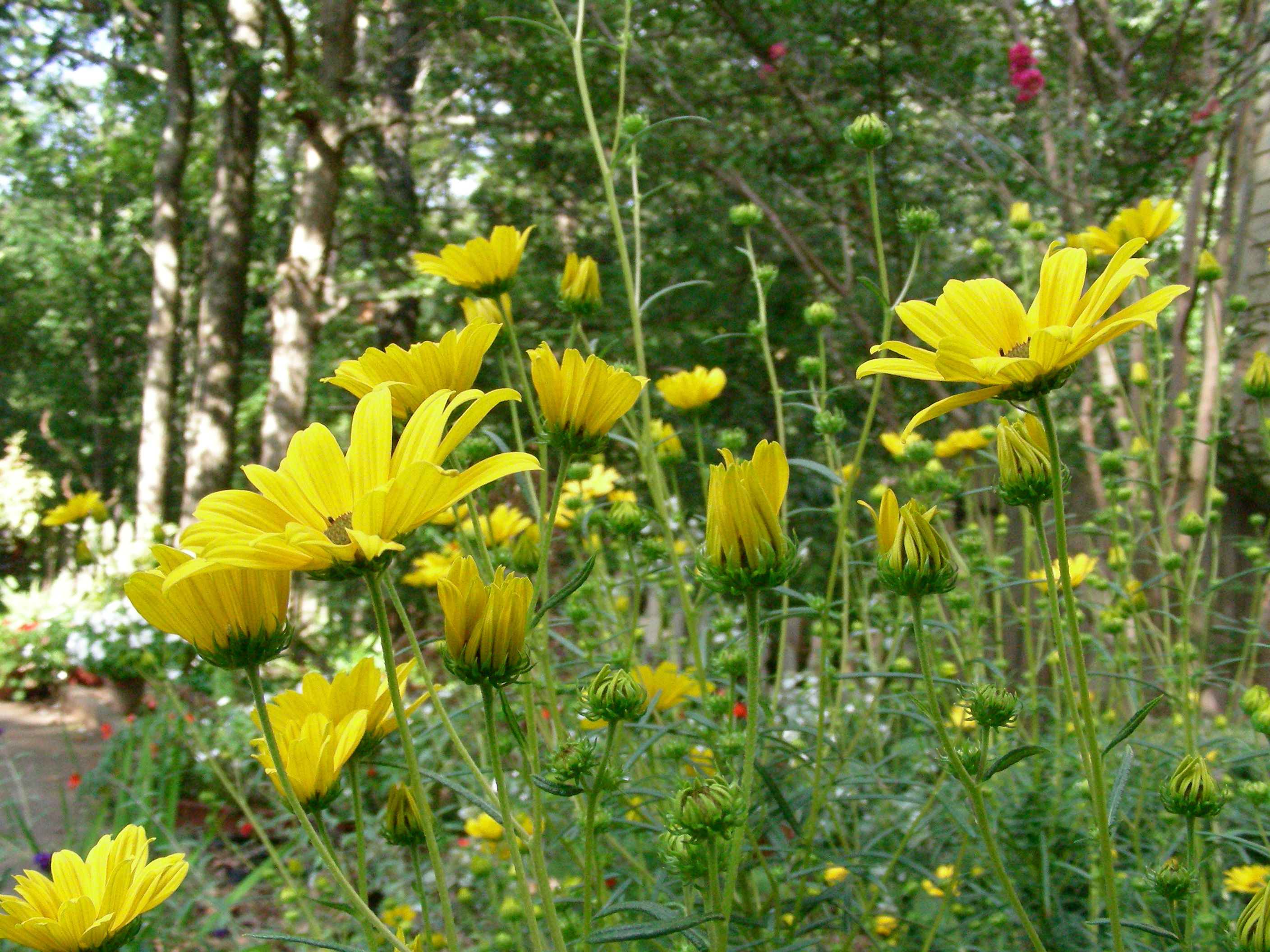 A mass of yellow flowers fills this butterfly garden in Atlanta