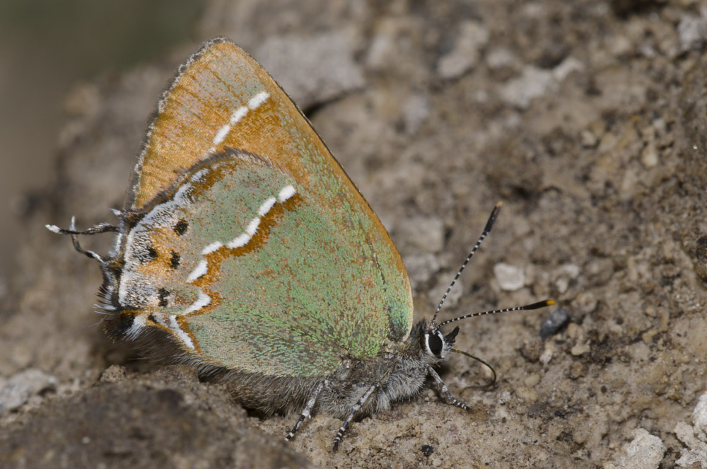 A sage-green-and-pale-brown butterfly rests on open ground with its wings closed.