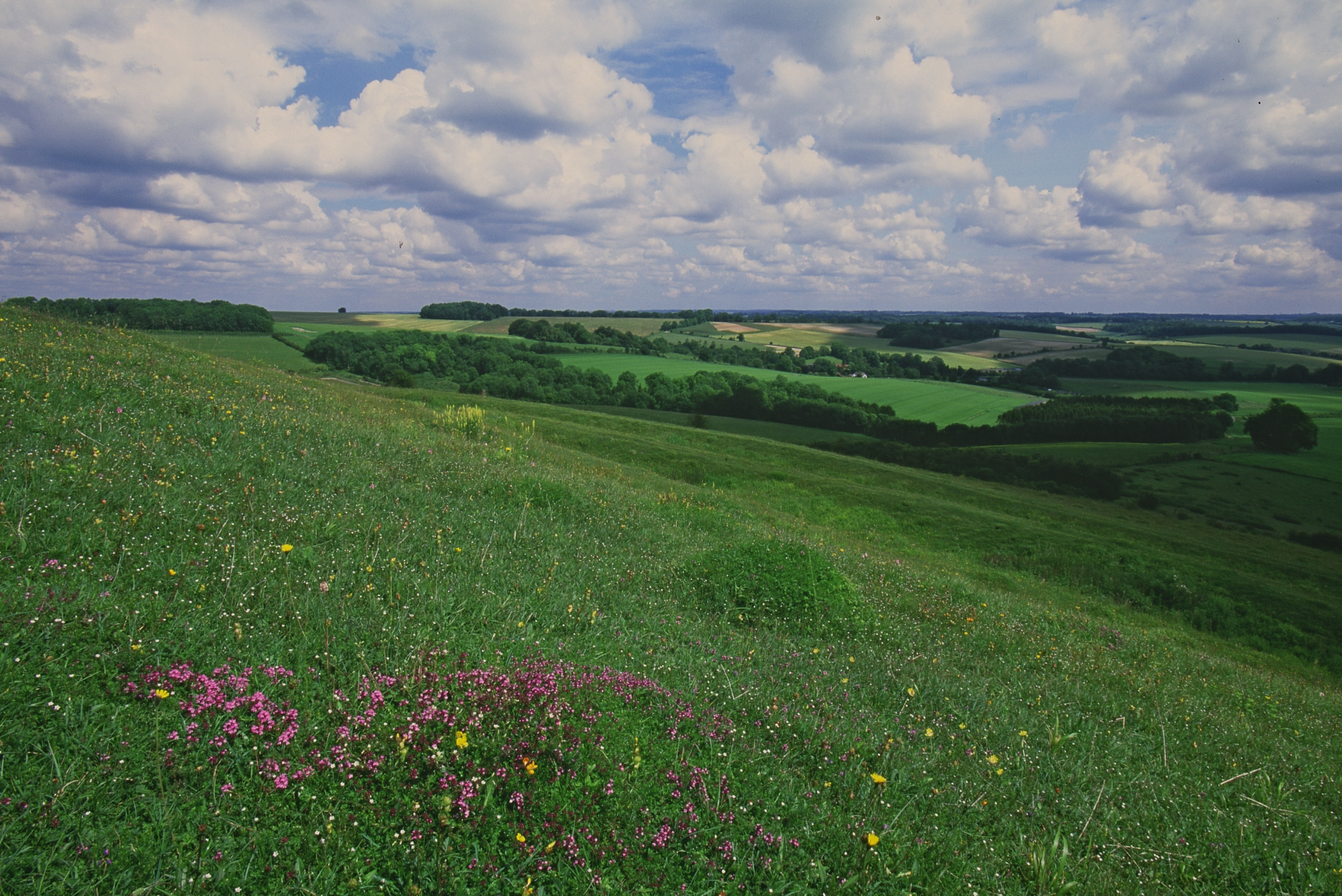 Flowers of thyme and other plants dot the grassland on this English chalk hillsides.