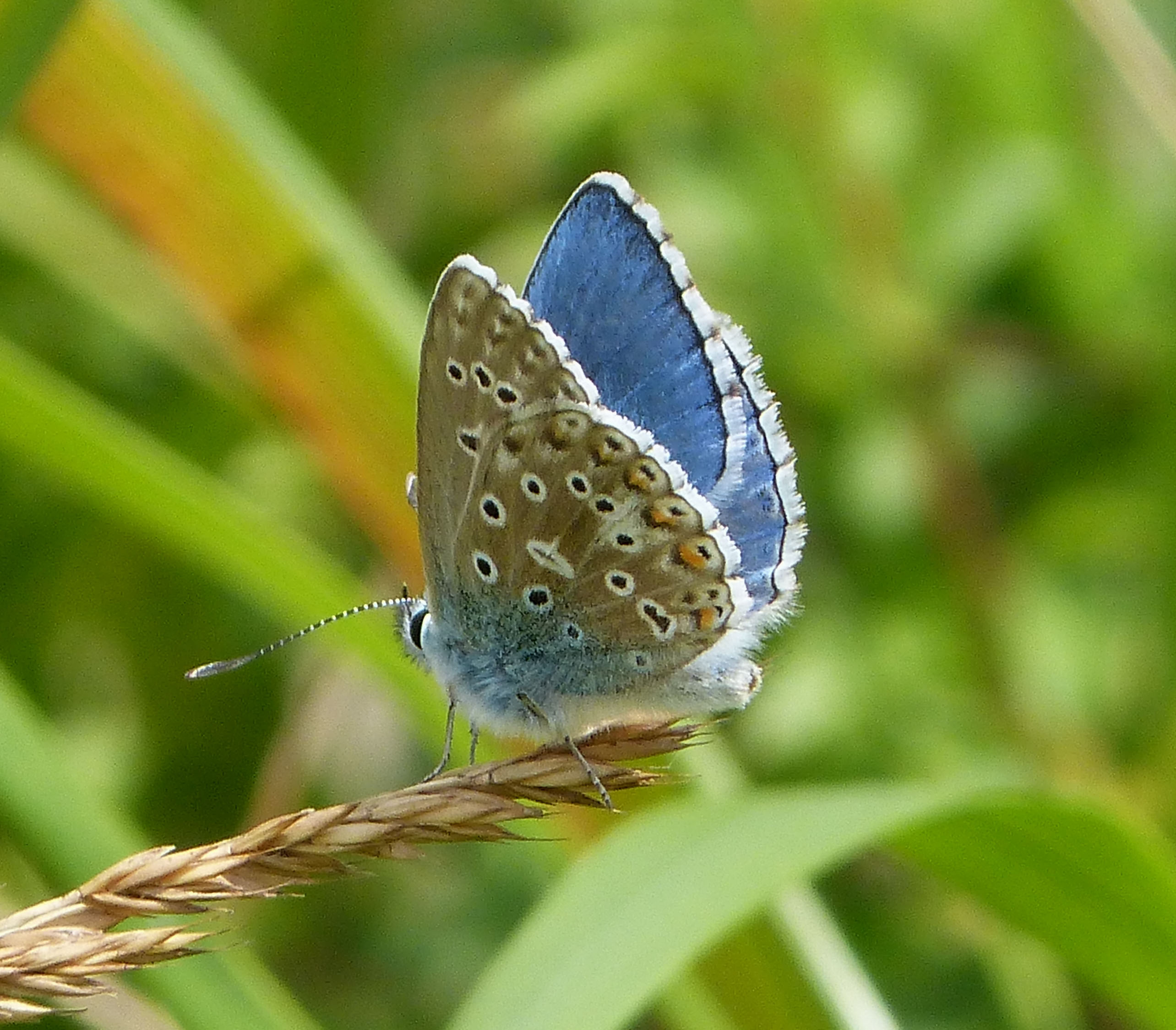Adonis blue butterfly