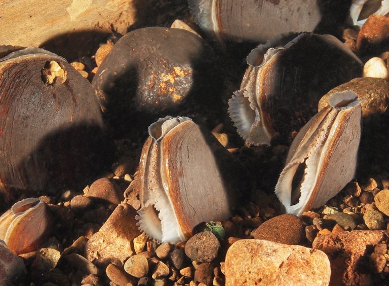 western pearlshell mussel