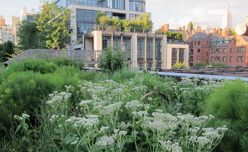 wild quinine on high line new york