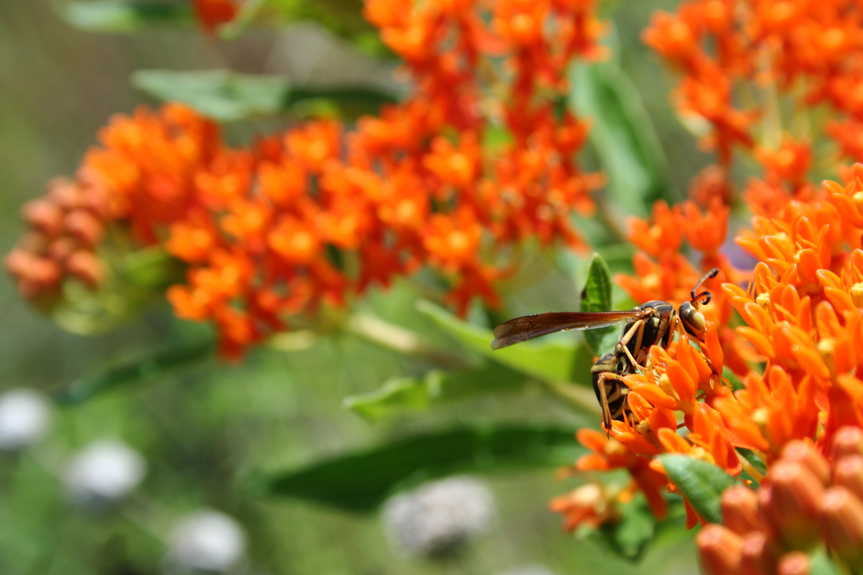 A wasp perches on the bright orange blossoms of butterfly milkweed (Asclepias tuberosa).