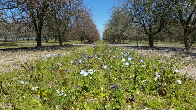 cover crop in almond grove
