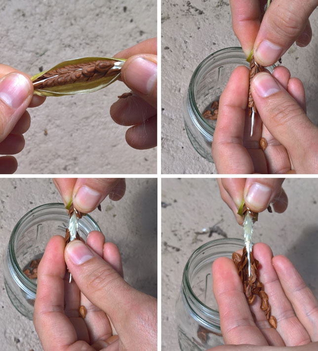 A step by step example of gathering milkweed seeds by hand