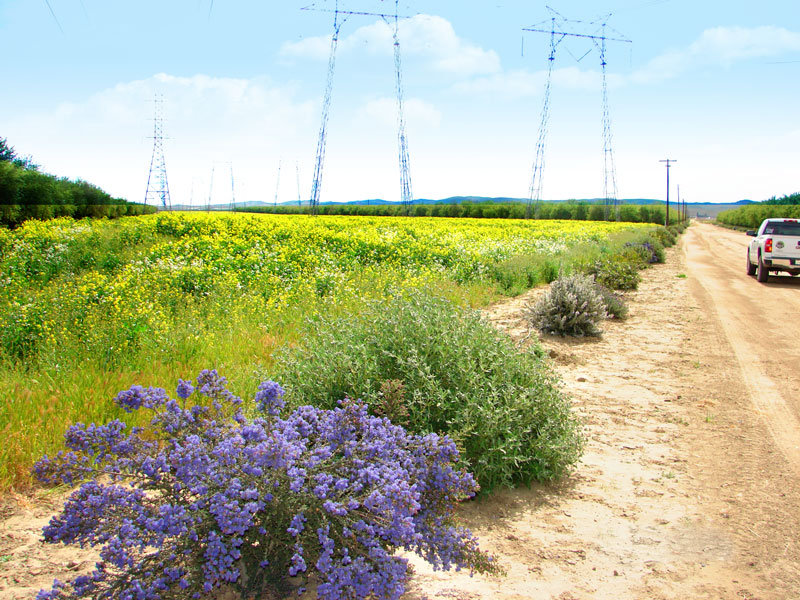 Colorful blooms border an orchard in an arid landscape.