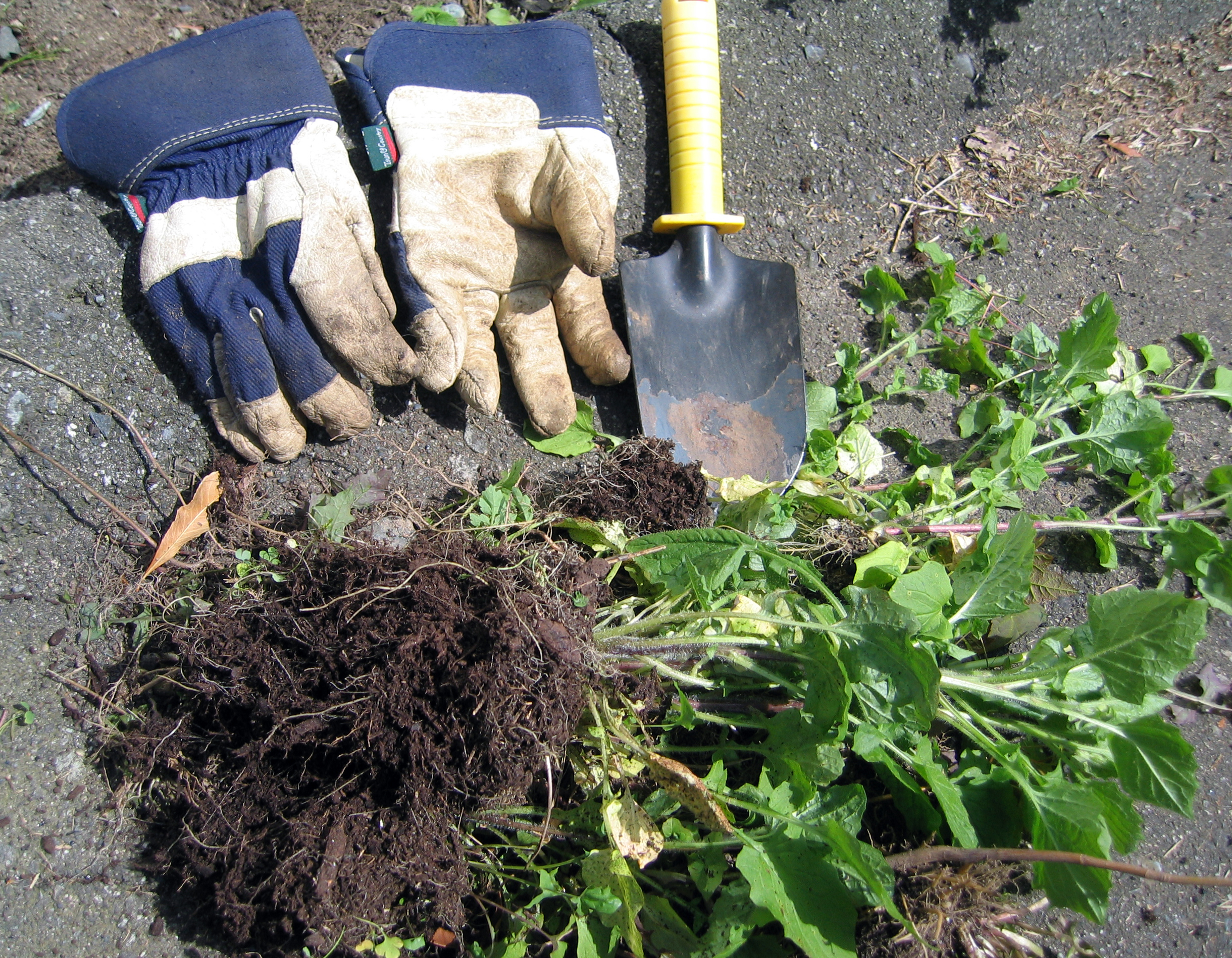 Blue and white garden gloves laying on the ground next to a small shovel and some weeds that have been pulled from the ground.