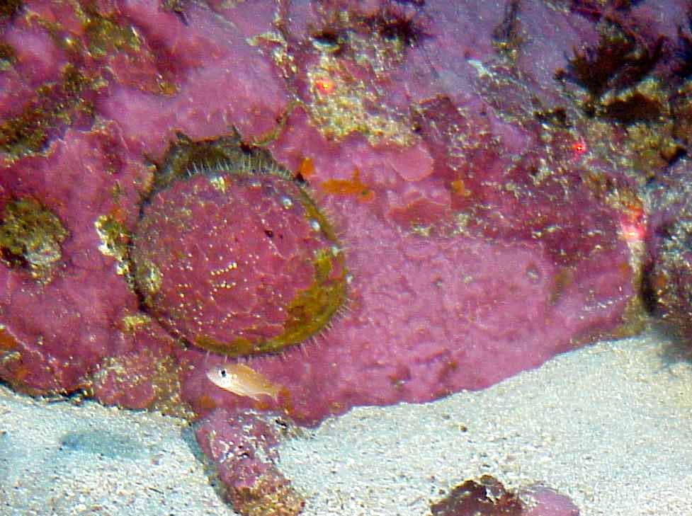 White abalone in it's marine environment.