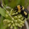 Black and yellow Southern Plains bumble bee on wooly milkweed blooms