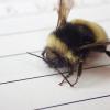 Up close with a yellow-banded bumble bee sitting on a sheet of lined paper.  Small details are visible, like the little hooks on its toes that it uses to hold on to things.