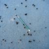 Many small dead bees laying scattered across the floor. A pencil is in the middle, to show the scale.