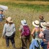 A group of people wearing wide-brimmed hats stand with their backs to the camera, watching a man standing waist-deep in grass and flowers swings a white butterfly net.